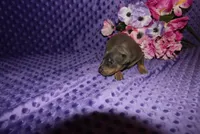 Bella, a female Miniature Pinscher for sale in Harrisonburg, VA – 3 of 7