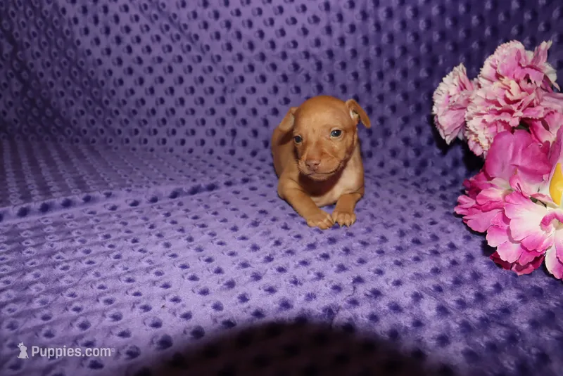 storm – Miniature Pinscher puppy for sale in Harrisonburg, VA