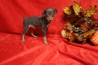 Mickey, a male Miniature Pinscher for sale in Harrisonburg, VA – 8 of 9