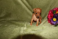 Meg, a female Miniature Pinscher for sale in Harrisonburg, VA – 7 of 7