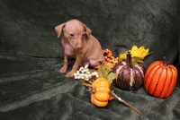 Harley--Halloween Special, a male Miniature Pinscher for sale in Harrisonburg, VA – 6 of 10