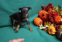 Clifford, a male Miniature Pinscher for sale in Harrisonburg, VA – 2 of 6