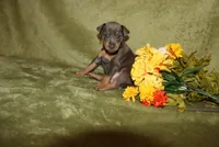 Toby, a male Miniature Pinscher for sale in Harrisonburg, VA – 6 of 6