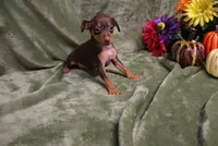 Mack, a male Miniature Pinscher for sale in Harrisonburg, VA – 3 of 10
