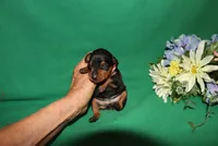 Kiki, a female Miniature Pinscher for sale in Harrisonburg, VA – Photo 2 of 5