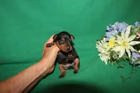 Kiki, a female Miniature Pinscher for sale in Harrisonburg, VA – Photo 4 of 5