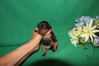 Kiki, a female Miniature Pinscher for sale in Harrisonburg, VA – Photo 1 of 5