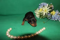 Kiki, a female Miniature Pinscher for sale in Harrisonburg, VA – Photo 3 of 5