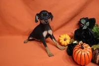Pluto, a male Miniature Pinscher for sale in Harrisonburg, VA – 5 of 6