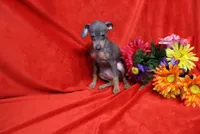 Oscar, a male Miniature Pinscher for sale in Harrisonburg, VA – 2 of 6