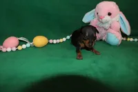 Alibi, a female Miniature Pinscher for sale in Harrisonburg, VA – Photo 3 of 6