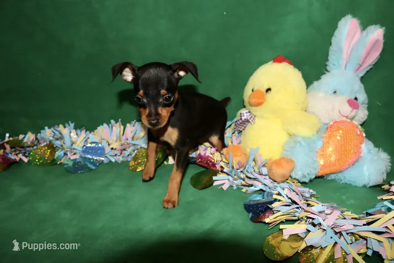 Alibi – Miniature Pinscher puppy for sale in Harrisonburg, VA
