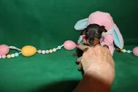 Alibi, a female Miniature Pinscher for sale in Harrisonburg, VA – Photo 6 of 6