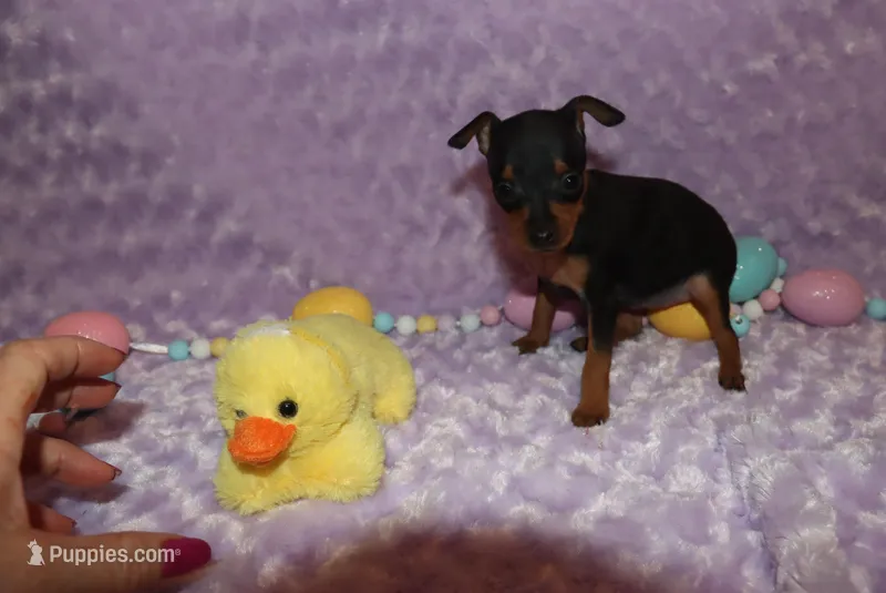 Alibi – Miniature Pinscher puppy for sale in Harrisonburg, VA