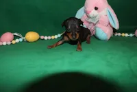 Alibi, a female Miniature Pinscher for sale in Harrisonburg, VA – Photo 5 of 6