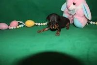 Alibi, a female Miniature Pinscher for sale in Harrisonburg, VA – Photo 4 of 6