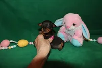 Alibi, a female Miniature Pinscher for sale in Harrisonburg, VA – Photo 2 of 6