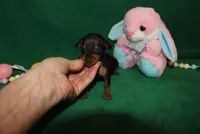 Alibi, a female Miniature Pinscher for sale in Harrisonburg, VA – Photo 1 of 6