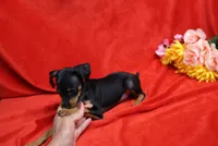 Roise, a female Miniature Pinscher for sale in Harrisonburg, VA – 3 of 5