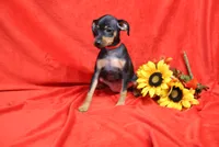 Daisy, a female Miniature Pinscher for sale in Harrisonburg, VA – 3 of 7