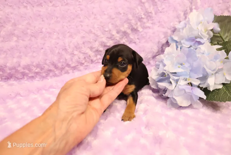 Muffin – Miniature Pinscher puppy for sale in Harrisonburg, VA