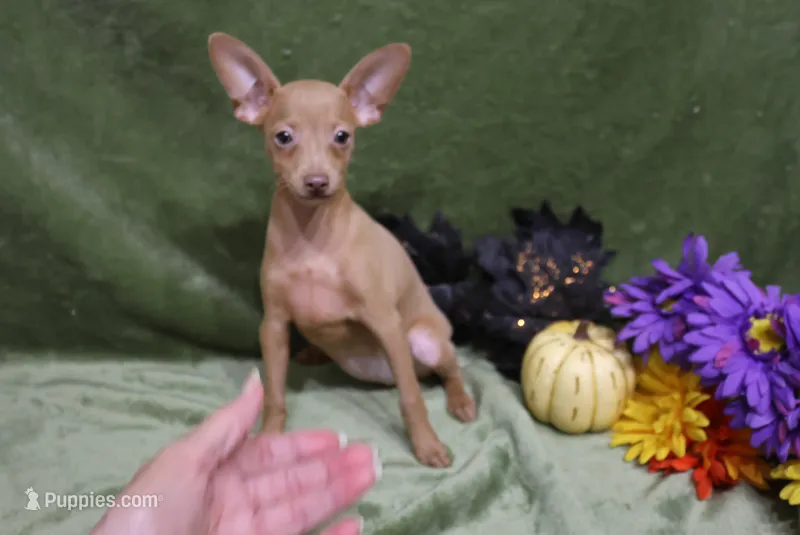 Lady – Miniature Pinscher puppy for sale in Harrisonburg, VA
