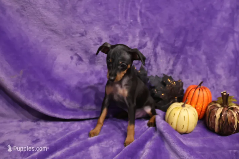 Duke – Miniature Pinscher puppy for sale in Harrisonburg, VA