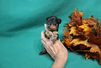 Blair, a female Miniature Pinscher for sale in Harrisonburg, VA – 6 of 7