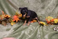 Blair, a female Miniature Pinscher for sale in Harrisonburg, VA – 2 of 6
