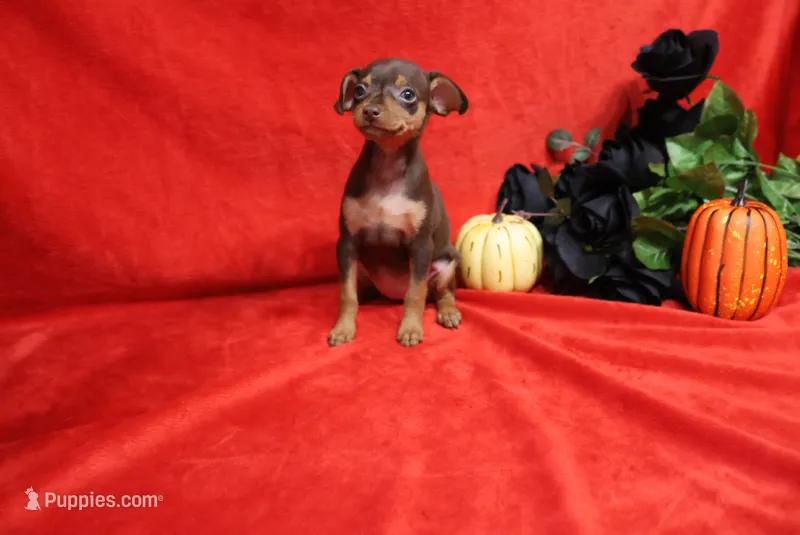 Reeses – Miniature Pinscher puppy for sale in Harrisonburg, VA