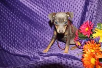 Ella, a female Miniature Pinscher for sale in Harrisonburg, VA – 5 of 6