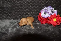 Ella, a female Miniature Pinscher for sale in Harrisonburg, VA – 3 of 8