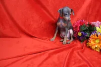 Oscar, a male Miniature Pinscher for sale in Harrisonburg, VA – 4 of 6