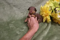 Minnie, a female Miniature Pinscher for sale in Harrisonburg, VA – 8 of 8