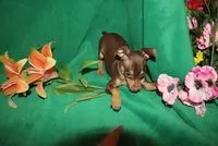 Sam, a male Miniature Pinscher for sale in Harrisonburg, VA – 3 of 6