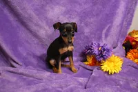 Sherlock, a male Miniature Pinscher for sale in Harrisonburg, VA – 8 of 8