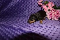 Angel, a female Miniature Pinscher for sale in Harrisonburg, VA – 4 of 7