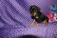 Woody, a male Miniature Pinscher for sale in Harrisonburg, VA – 3 of 7