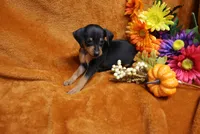 Alex, a male Miniature Pinscher for sale in Harrisonburg, VA – 3 of 8