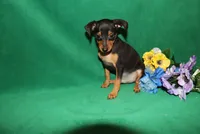 Toby, a male Miniature Pinscher for sale in Harrisonburg, VA – 4 of 6