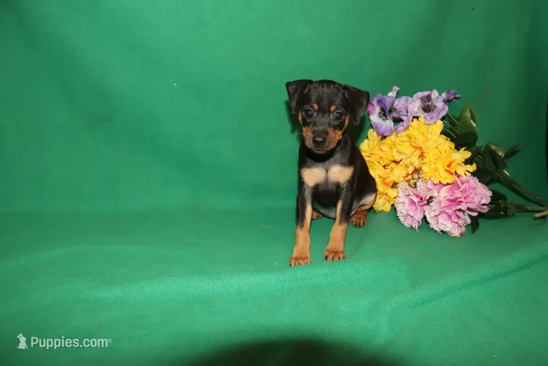 Daisy – Miniature Pinscher puppy for sale in Harrisonburg, VA