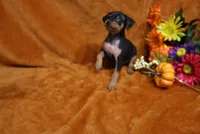 Alex, a male Miniature Pinscher for sale in Harrisonburg, VA – 4 of 8
