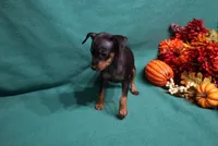 Clifford, a male Miniature Pinscher for sale in Harrisonburg, VA – 5 of 6