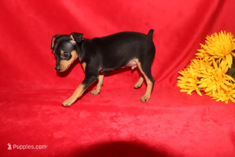 Bear – Miniature Pinscher puppy for sale in Harrisonburg, VA