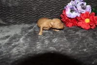 Ella, a female Miniature Pinscher for sale in Harrisonburg, VA – 8 of 8