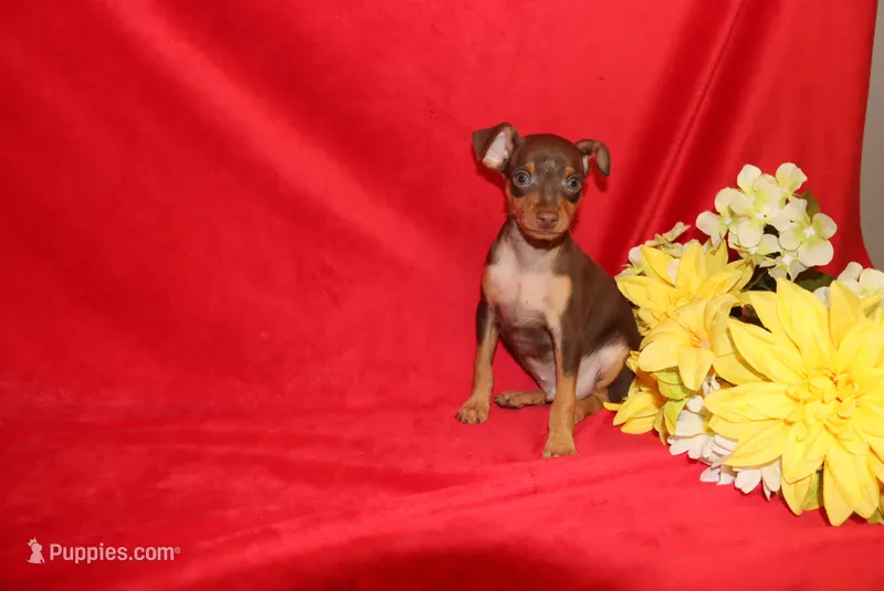 Thor – Miniature Pinscher puppy for sale in Harrisonburg, VA