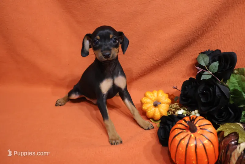 Pluto – Miniature Pinscher puppy for sale in Harrisonburg, VA