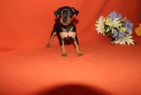 Bear, a male Miniature Pinscher for sale in Harrisonburg, VA – 2 of 6