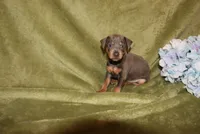 Oscar, a male Miniature Pinscher for sale in Harrisonburg, VA – 5 of 7
