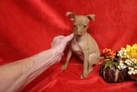Kala, a female Miniature Pinscher for sale in Harrisonburg, VA – 2 of 5